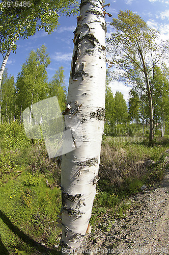 Image of Birch