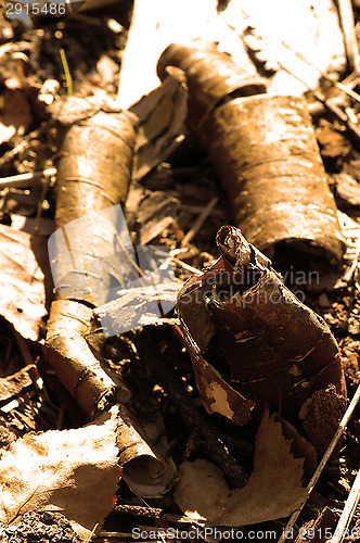 Image of Birch bark