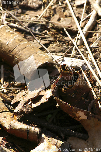 Image of Birch bark