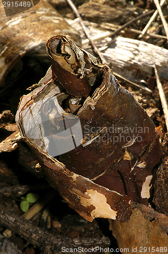 Image of Birch bark