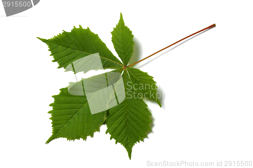 Image of Chestnut leaf