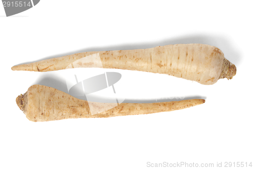 Image of Parsley root on white