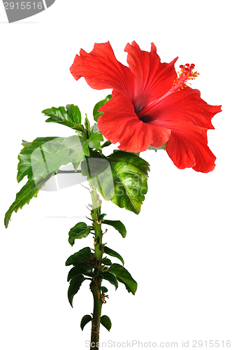 Image of Hibiscus Flower