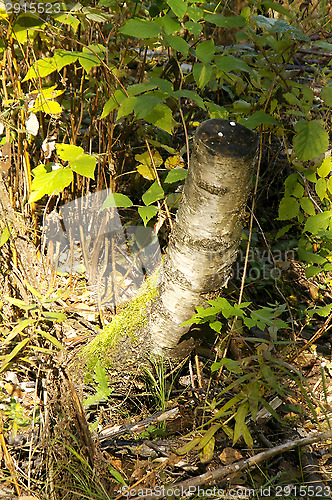 Image of Birch