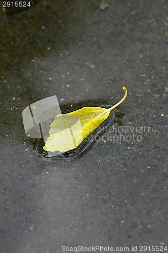 Image of Birch leaf