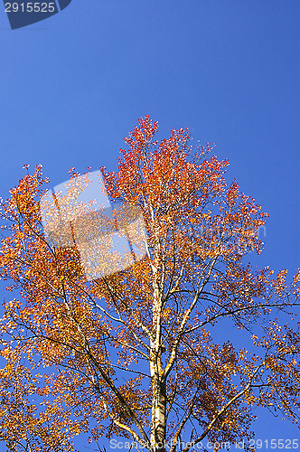 Image of Birch