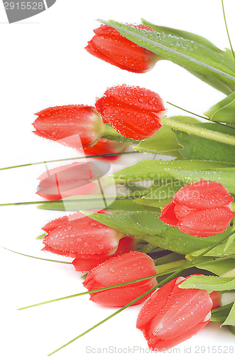 Image of Spring Tulips