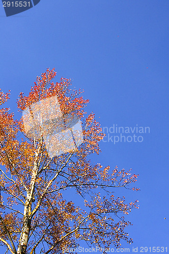 Image of Birch