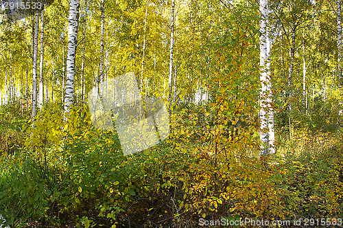 Image of Birch