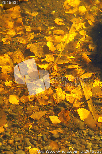 Image of Birch leafs