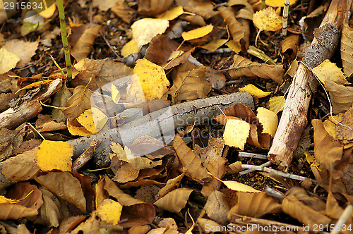 Image of Birch leafs