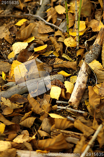 Image of Birch leafs
