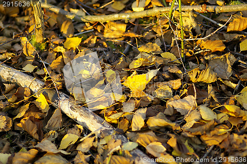 Image of Birch leafs