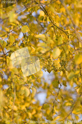 Image of Birch leafs