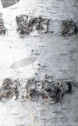 Image of birch bark