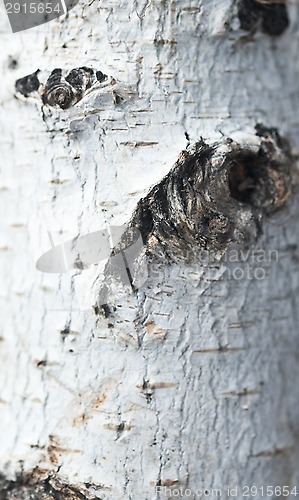 Image of birch bark