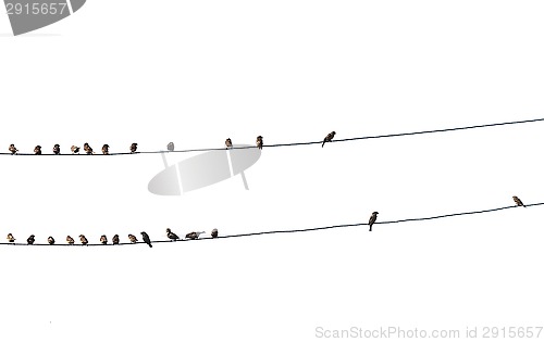 Image of birds on wire