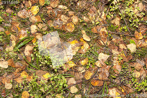 Image of Birch leafs