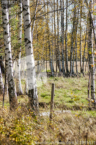 Image of Birch