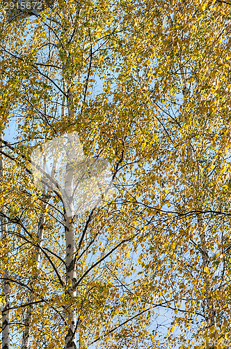 Image of Birch leafs