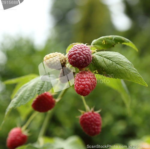 Image of Raspberries