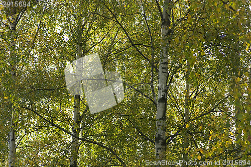 Image of Birch leafs