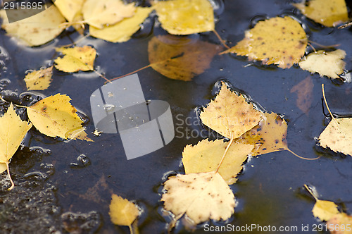 Image of Birch leafs