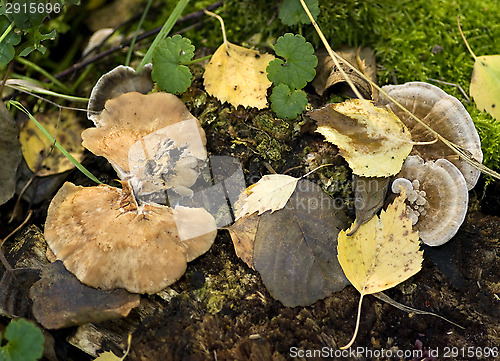 Image of Fungus