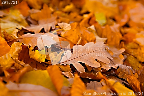 Image of Fallen leaves