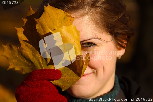 Image of Fallen leaves