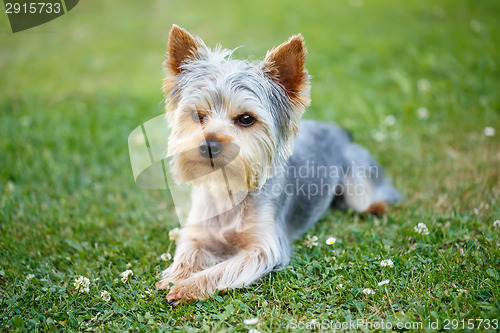 Image of Cute small yorkshire terrier