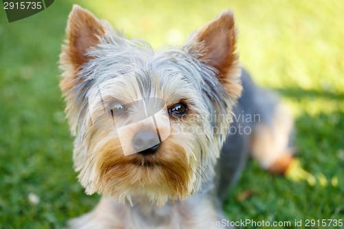 Image of Cute small yorkshire terrier