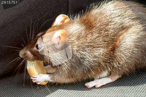 Image of rat eating cake