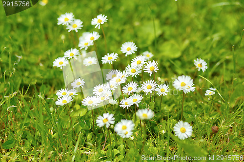 Image of small daisy flower