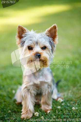 Image of Cute small yorkshire terrier