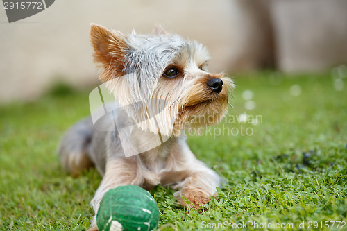 Image of Cute small yorkshire terrier