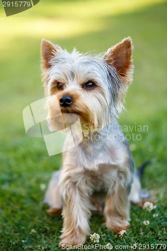 Image of Cute small yorkshire terrier