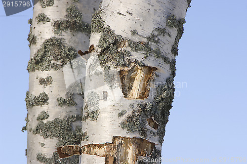 Image of Rotted birch