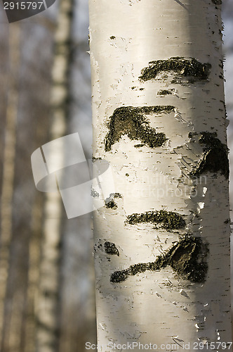 Image of Birch