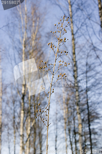 Image of Hay