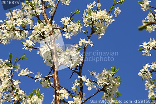 Image of Beautiful white flowers of spring tree
