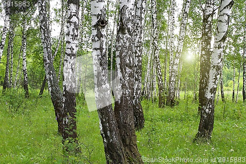 Image of Beautiful birch trees