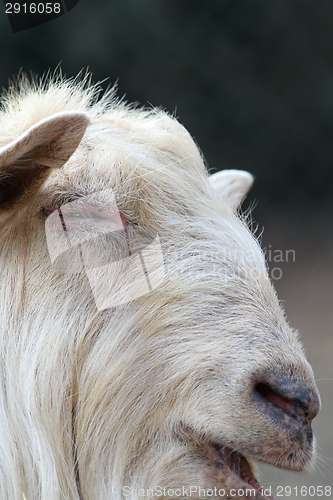 Image of portrait of big white ram