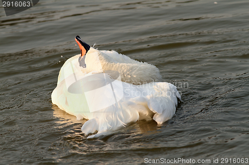 Image of beautiful swan at sunset