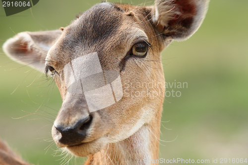 Image of female fallow deer face