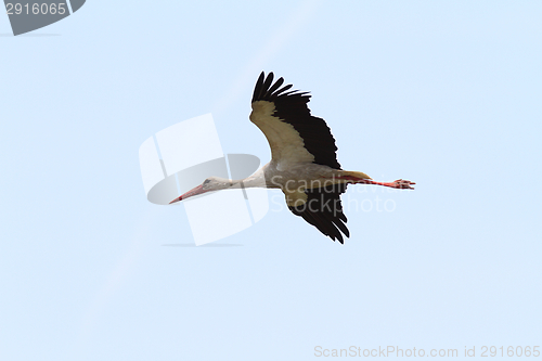 Image of white stork BIF