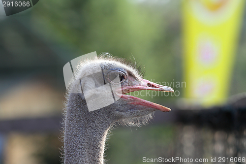 Image of common ostrich portrait