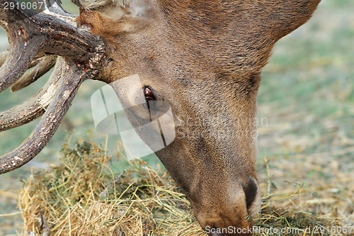 Image of detail of red deer grazing