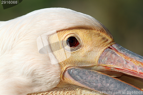 Image of face of pelecanus onocrotalus