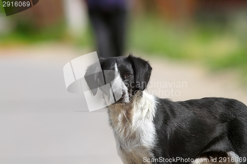 Image of feral dog portrait on the street